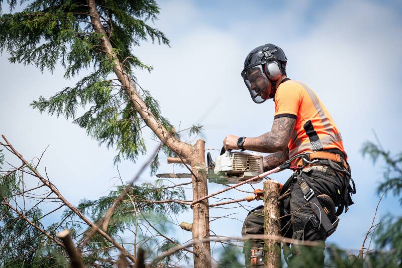 Travaux d'élagage et d'abattage d'arbres en hauteur